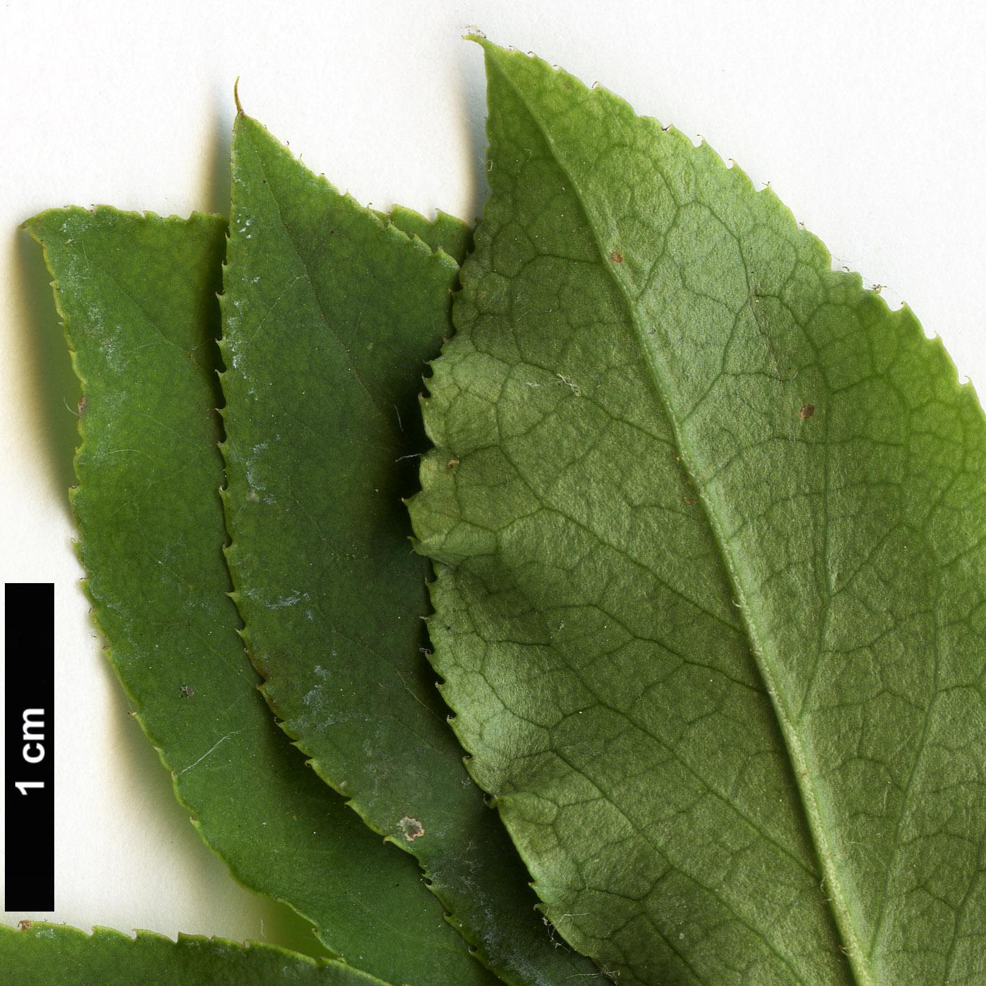 High resolution image: Family: Ericaceae - Genus: Enkianthus - Taxon: cernuus - SpeciesSub: f. rubens